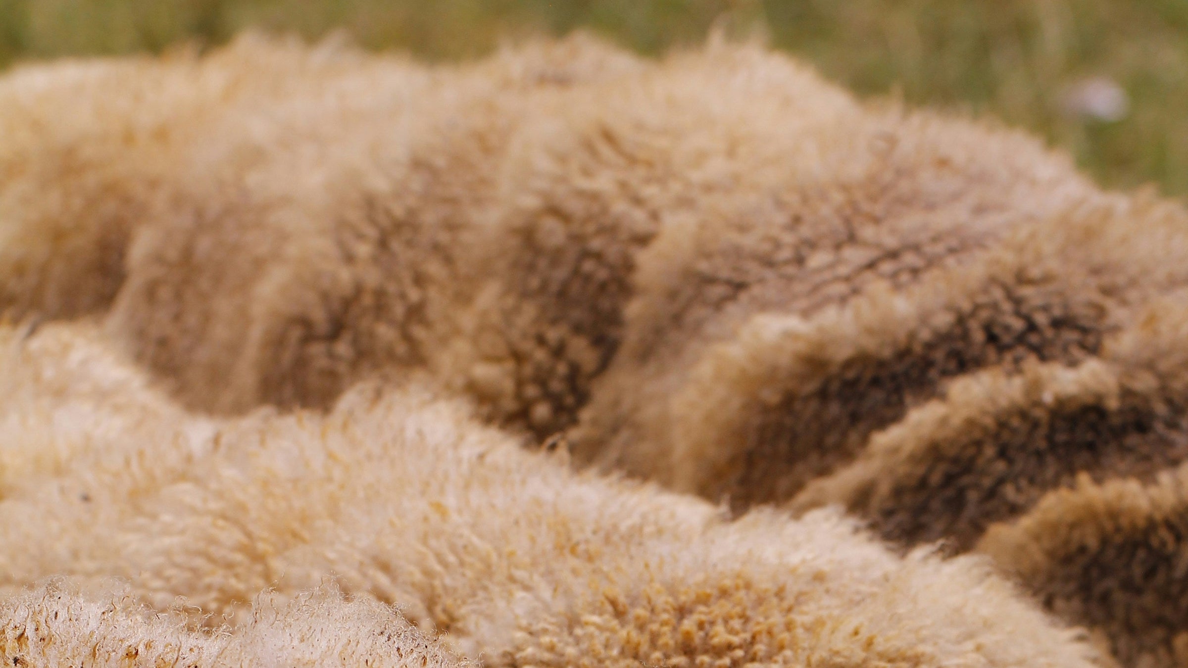 sheep, courtesy of Zorica Radosavljevic via Unsplash