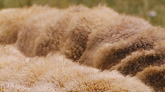 sheep, courtesy of Zorica Radosavljevic via Unsplash